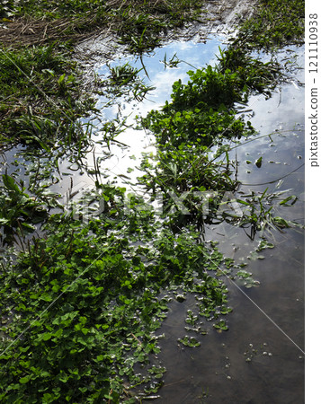 Sun reflecting in a puddle 121110938