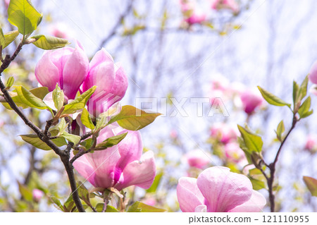 Pink magnolia flowers. Flower bud on a tree branch in the garden. 121110955