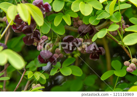 Akebia quinata flower. Garden vine bud 121110969