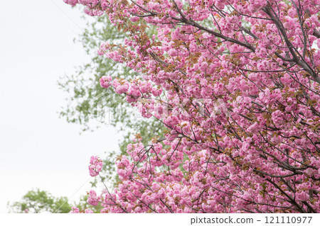 Sakura blooms with pink flowers. Trees in the garden. Buds on branches. 121110977