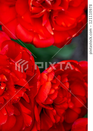 Red tulip flower background Petal bud Red tulip flower background Petal bud 121110978