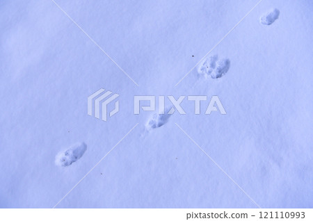 雪地上的紅狐狸腳印 雪地上的紅狐狸腳印 121110993