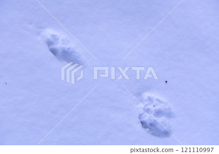 Arctic fox footprints left in the snow 121110997