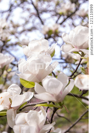 White magnolia flowers. Flower bud on a tree branch in the garden. 121110999