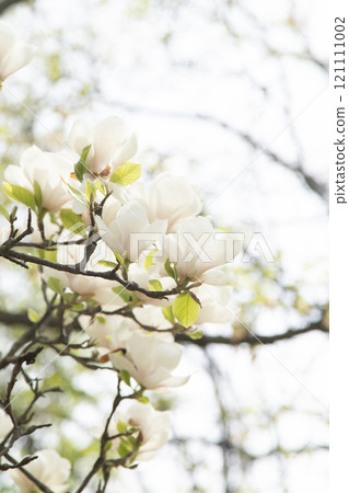 White magnolia flowers. Flower bud on a tree branch in the garden. 121111002