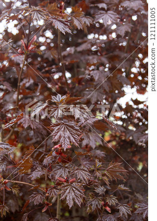 Red leaves of Japanese maple. 121111005