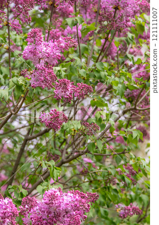 Lilac flowers blooming. Lilac flowers blooming. 121111007