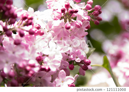 Lilac flowers blooming. Lilac flowers blooming. 121111008