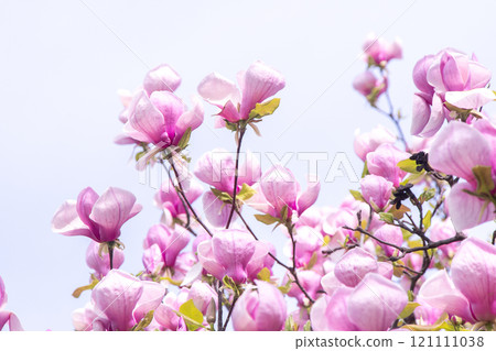 Pink magnolia flowers. Flower bud on a tree branch in the garden. Pink magnolia flowers. Flower bud on a tree branch in the garden. 121111038