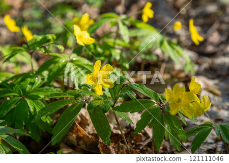 Yellow wild flowers. Anemone nemorosa 121111046