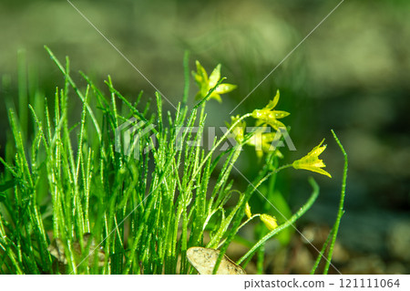 Forest wild flower Gagea minima or yellow star. Dew on green grass Forest wild flower Gagea minima or yellow star. Dew on green grass 121111064