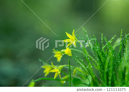 Forest wild flower Gagea minima or yellow star. Dew on green grass Forest wild flower Gagea minima or yellow star. Dew on green grass 121111075