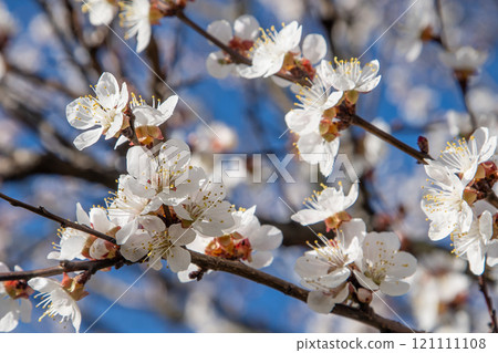 White flowers of the apricot tree. Spring flowering branches in the garden. 121111108