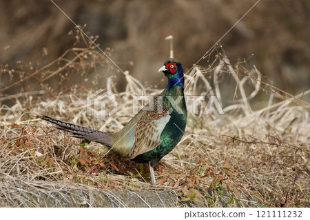 雉雞/日本 雉雞/日本 121111232