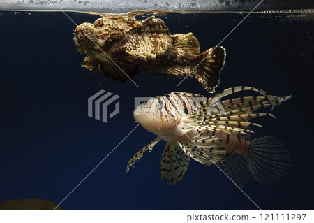 獅子魚、獅子魚、泳石魚、毒魚、虎魚、妖虎魚、自由軟鰩魚 獅子魚、獅子魚、泳石魚、毒魚、虎魚、妖虎魚、自由軟鰩魚 121111297