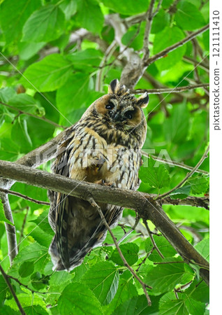 Tahuzuku的幼鳥 Tahuzuku的幼鳥 121111410