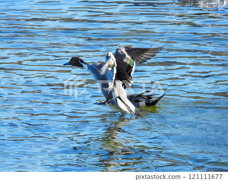 A male pintail duck about to land on the water A male pintail duck about to land on the water 121111677