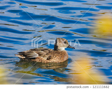 A female mallard swimming in the river A female mallard swimming in the river 121111682