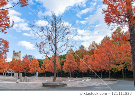 論會公園、紅葉的水杉（愛知縣豐橋市） 121111823
