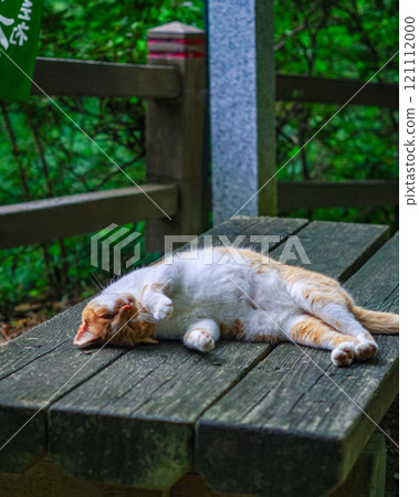Cats living at Karasawayama Shrine in Sano City, Tochigi Prefecture Cats living at Karasawayama Shrine in Sano City, Tochigi Prefecture 121112000