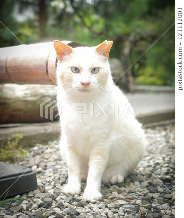 Cats living at Karasawayama Shrine in Sano City, Tochigi Prefecture Cats living at Karasawayama Shrine in Sano City, Tochigi Prefecture 121112001