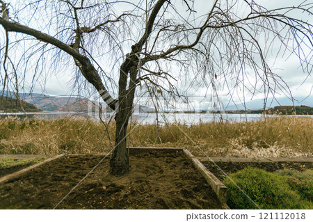 Lake Kawaguchi in Oishi Park 121112018