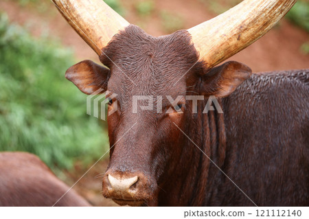 a group of ankole watusi animals outdoors 121112140