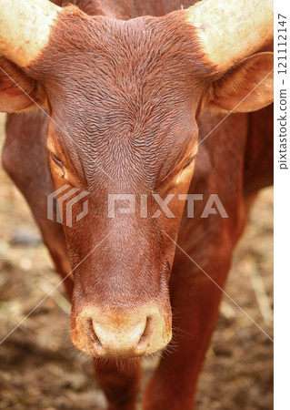 a group of ankole watusi animals outdoors 121112147