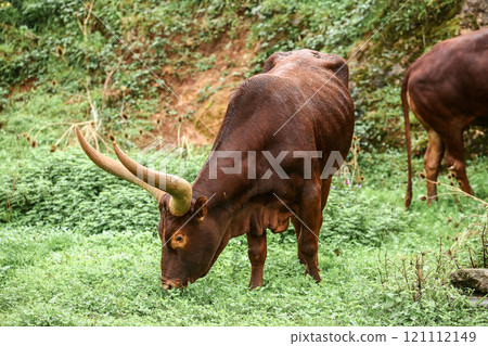 a group of ankole watusi animals outdoors a group of ankole watusi animals outdoors 121112149