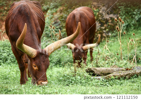 a group of ankole watusi animals outdoors a group of ankole watusi animals outdoors 121112150