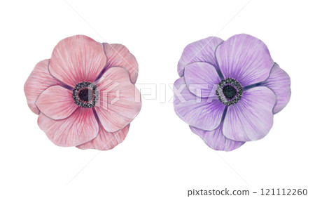 Pink and purple anemone flower. Watercolor and marker illustration. Hand drawn isolated art. Natural botanical floral design for fabric design, cards, greetings for mother's day, valentines day. 121112260