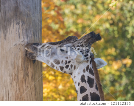 Close up portrait of giraffe head sticking out tongue, licking tree trunk. Giraffa camelopardalis camelopardalis Linnaeus, profile view, bokeh autumn leaves background 121112335