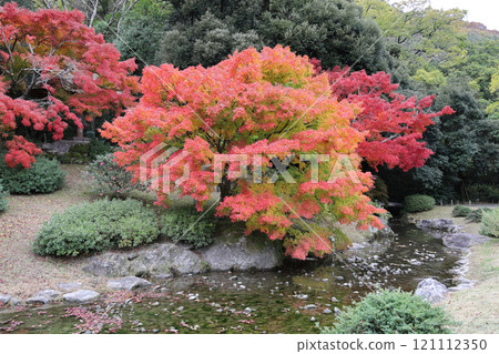 栗林公園北園一池附近的秋葉 121112350