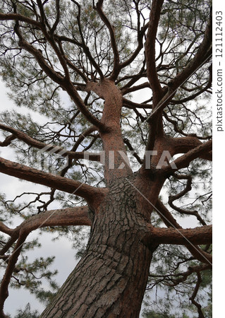 Special Place of Scenic Beauty "Ritsurin Garden" South Garden, Kobukaku's Red Pine 121112403