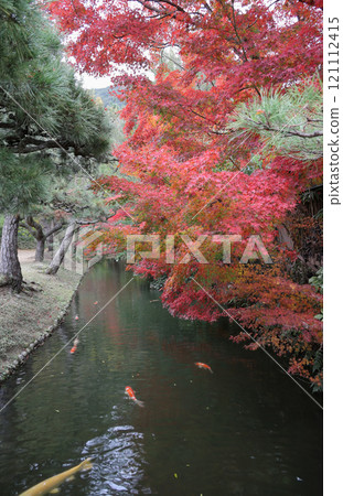 從栗林公園梅林橋眺望西湖 從栗林公園梅林橋眺望西湖 121112415