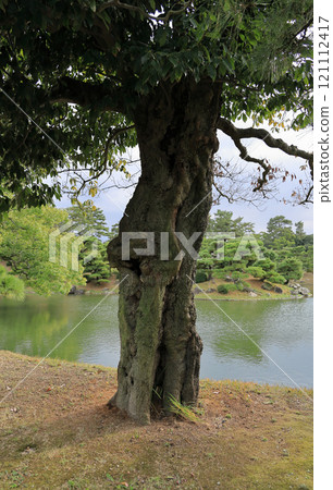 Rooted Oak in Ritsurin Garden (Prefectural Natural Monument) 121112417