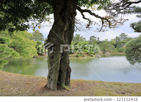 Rooted Oak in Ritsurin Garden (Prefectural Natural Monument) 121112418