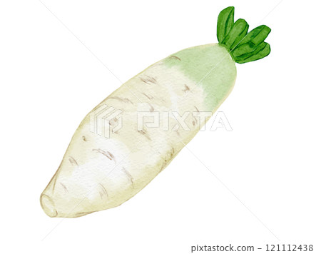 水彩風格繪製的有機新鮮蘿蔔向量圖素材 121112438