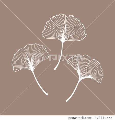 Set of hand drawn outline ginkgo leaves. Ginkgo biloba plant. Decorative elements, vector 121112567