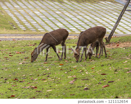 奈良公園裡的鹿吃草 奈良公園裡的鹿吃草 121112654