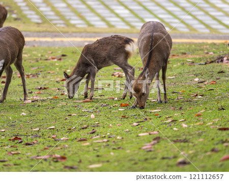 Deer in Nara Park eating grass 121112657