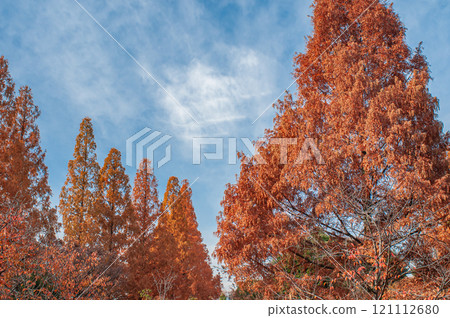 Metasequoia with autumn leaves, Johoku Park, Osaka City 121112680