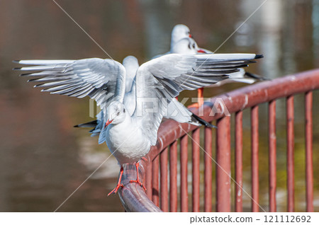 A black-headed gull spreading its wings on the railing at Johoku Park in Osaka City 121112692