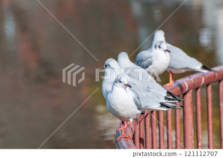 Black-headed gulls lined up on the railing, Johoku Park, Osaka City 121112707