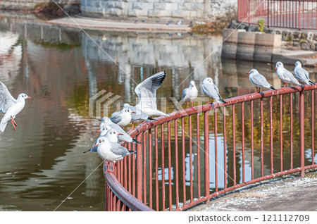 Black-headed gulls lined up on the railing, Johoku Park, Osaka City 121112709