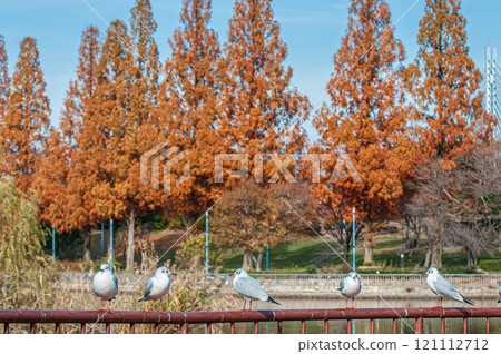 大阪市城北公園欄桿上排列的黑頭鷗 大阪市城北公園欄桿上排列的黑頭鷗 121112712