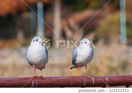 Black-headed gulls lined up on the railing, Johoku Park, Osaka City 121112713