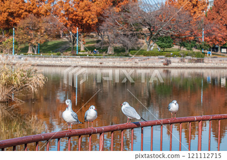 Black-headed gulls lined up on the railing, Johoku Park, Osaka City 121112715