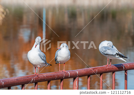 大阪市城北公園欄桿上排列的黑頭鷗 121112716
