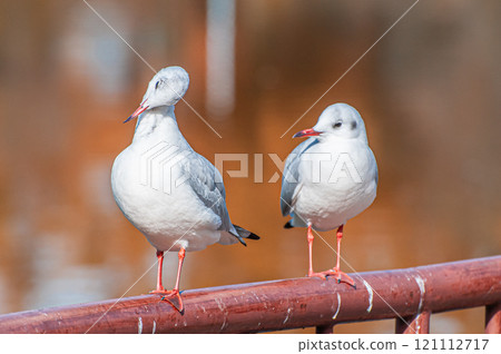 大阪市城北公園欄桿上排列的黑頭鷗 大阪市城北公園欄桿上排列的黑頭鷗 121112717